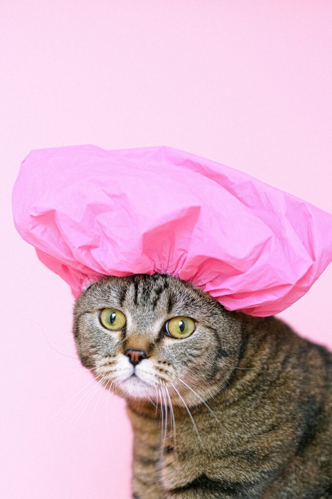 Gato-Se-Preparando-Para-Tomar-Banho