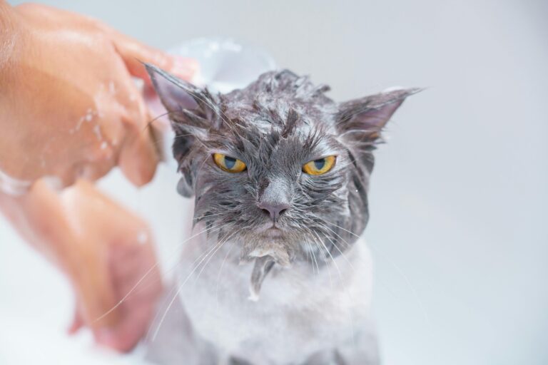 Como-Dar-Banho-Em-Gato