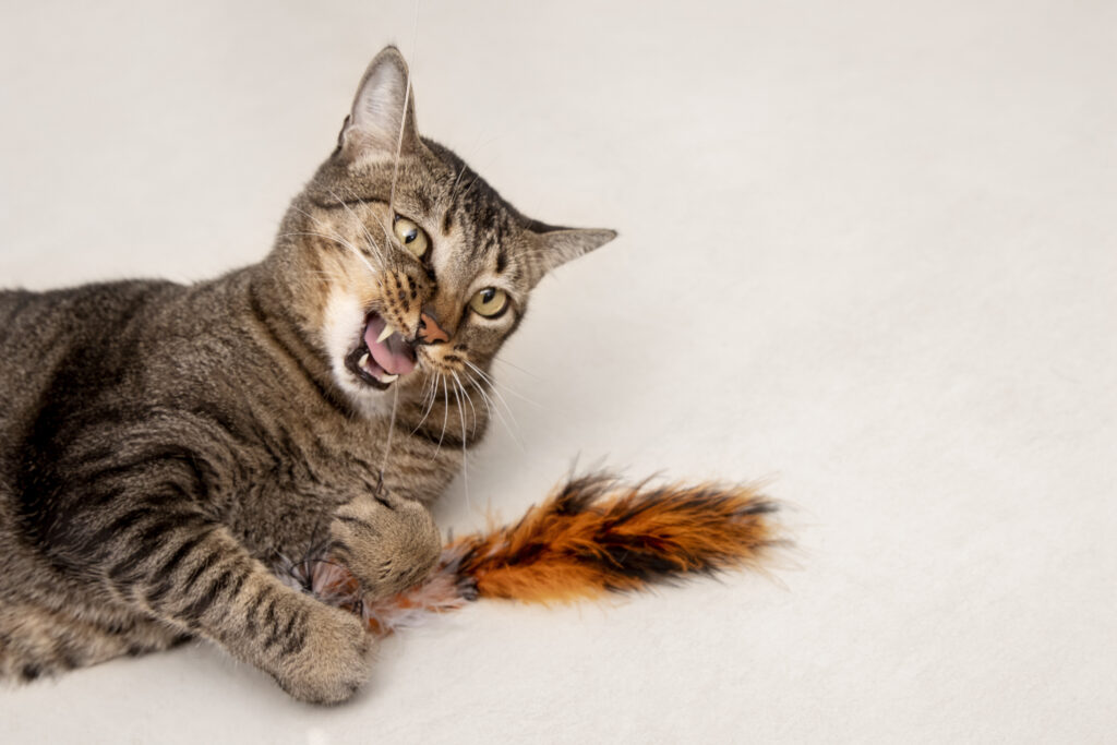 brincadeiras-para-exercitar-gatos