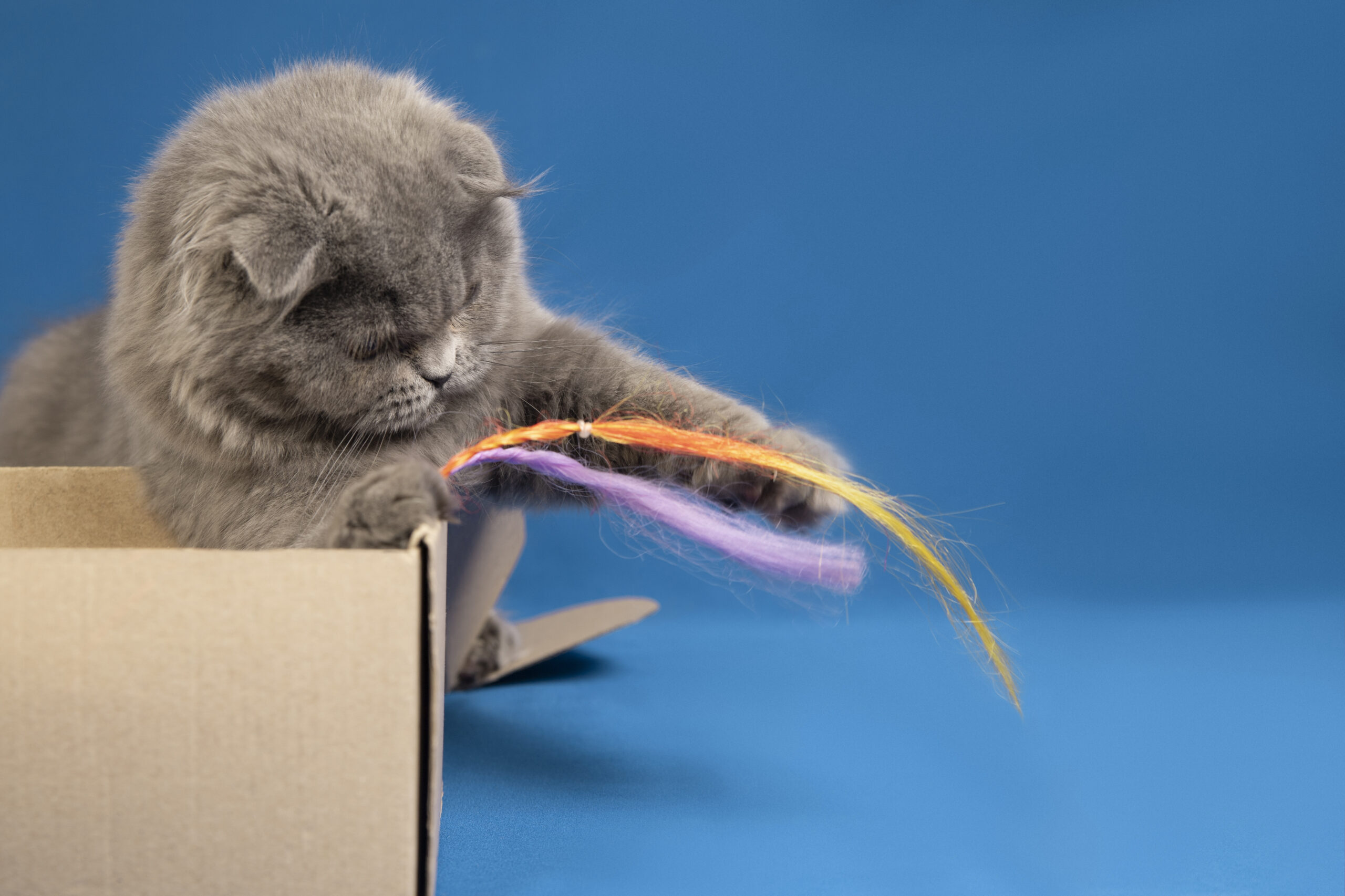 brinquedos-caseiros-para-gatos