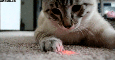 brinquedos-caseiros-para-gatos