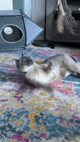 brinquedos-interativos-para-gatos