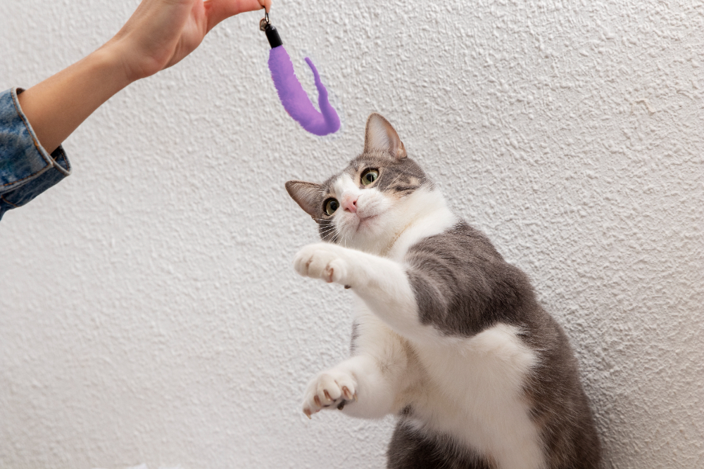 Brinquedos-Para-Filhotes-De-Gato