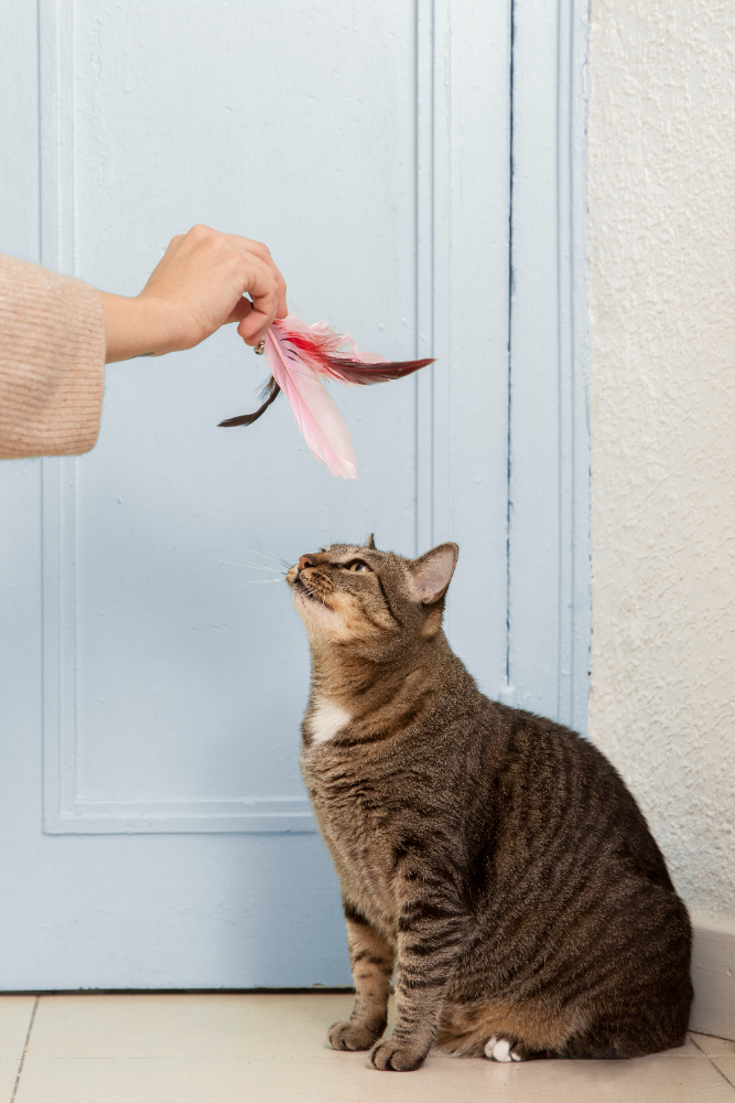 Brinquedos-Para-Filhotes-De-Gato