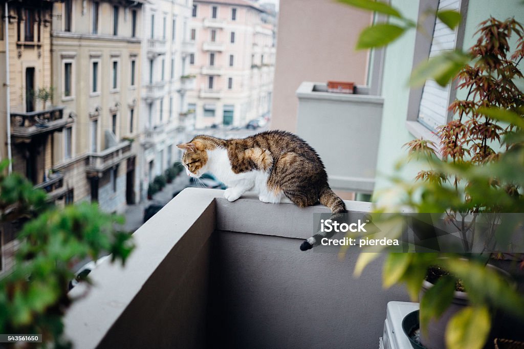 como-adaptar-sua-decoração-para-um-gato