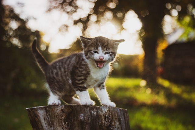 Como-Alimentar-Filhotes-de-Gato