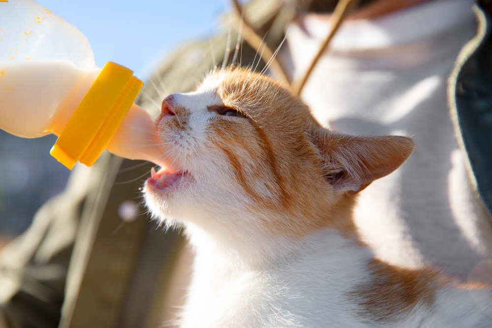 Como-Alimentar-Filhotes-de-Gato