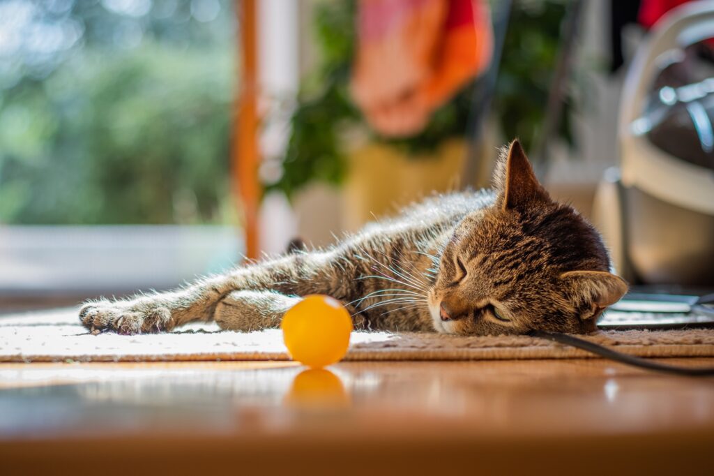 Brinquedos-Para-Filhotes-De-Gato
