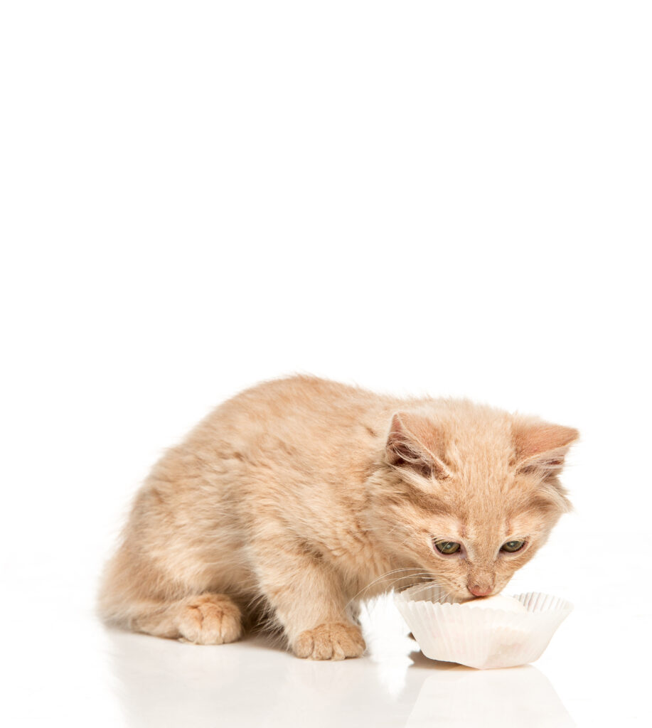 Como-Alimentar-Filhotes-de-Gato