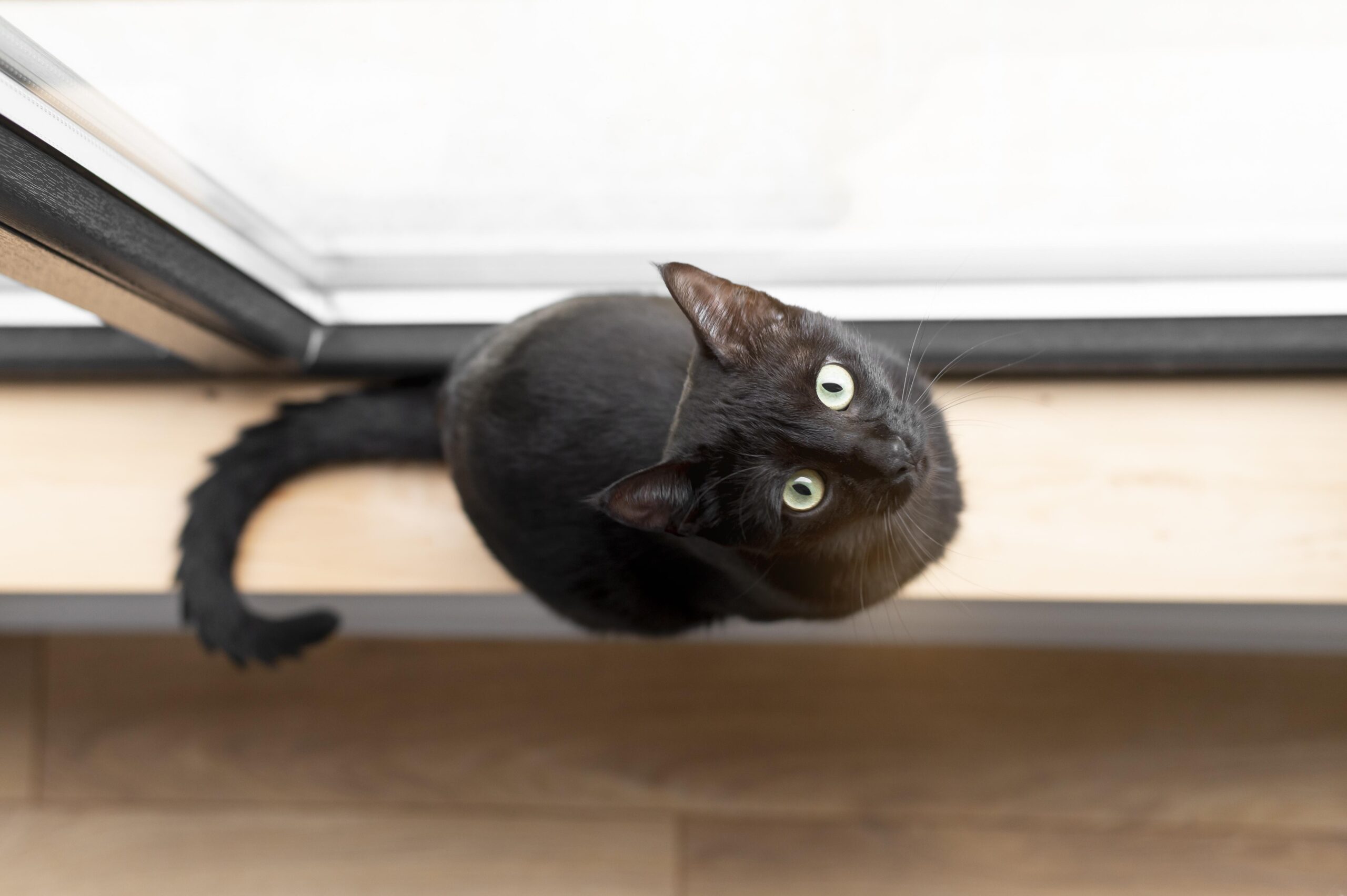 raças-de-gato-para-apartamento