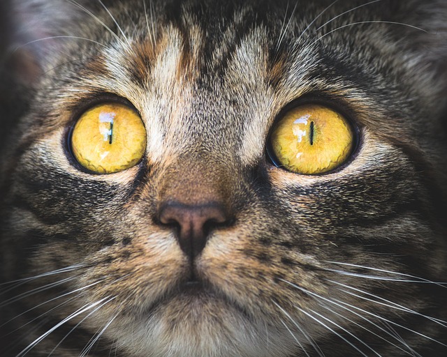 curiosidades-sobre-a-visão-noturna-dos-gatos