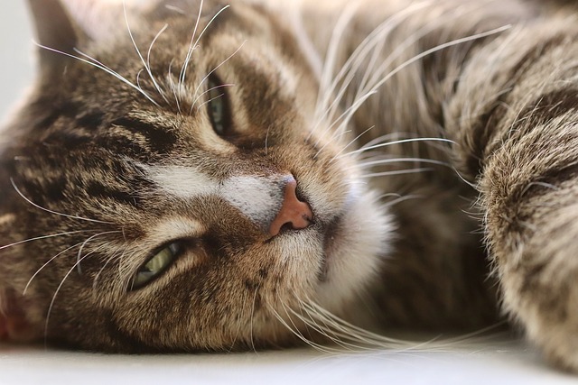 Porque-Gatos-Tem-Bigode