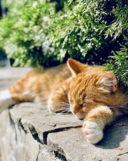 gatos-podem-sonhar