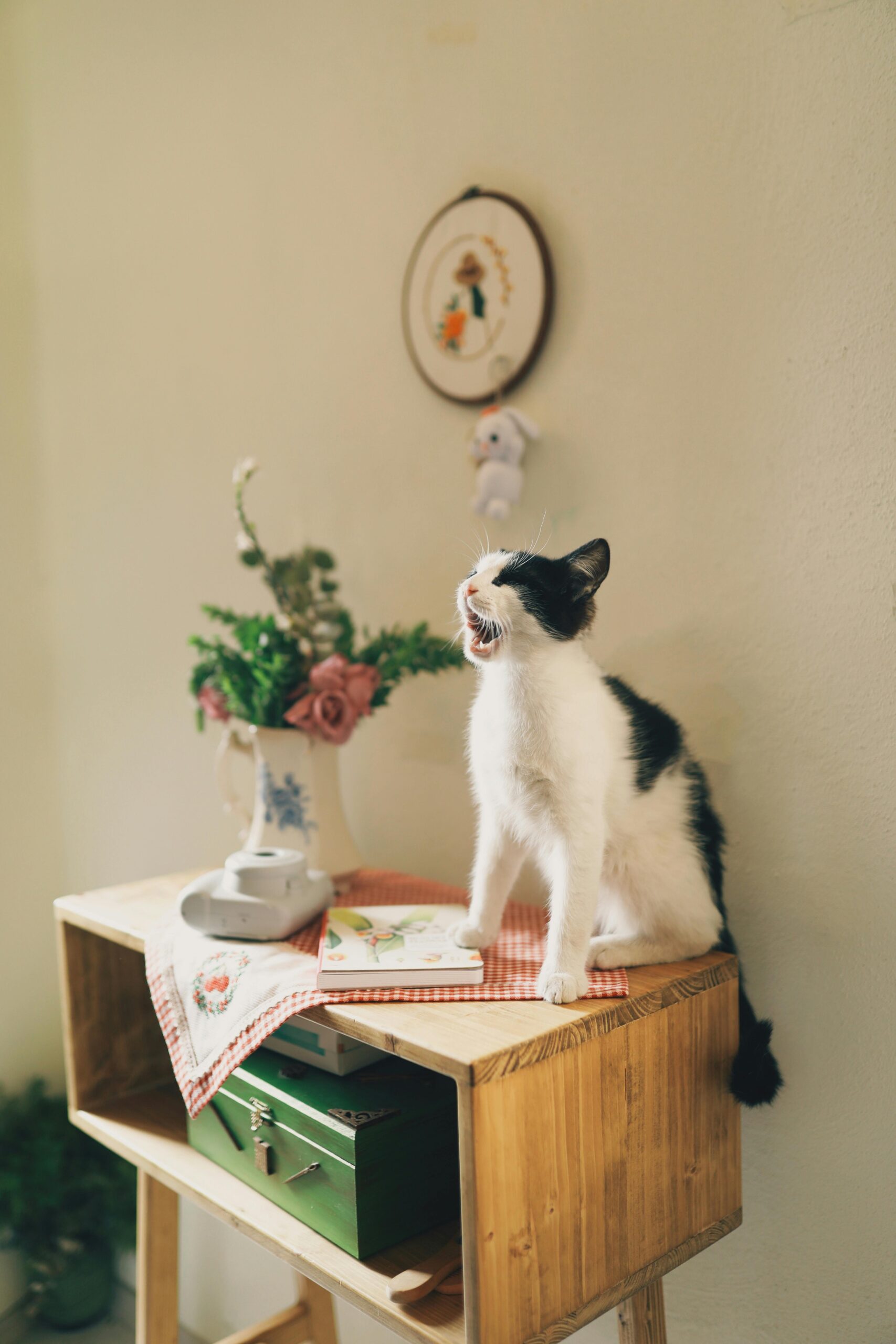 Linguagem-Corporal-dos-Gatos