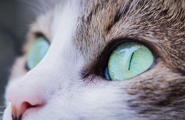 curiosidades-sobre-a-visão-noturna-dos-gatos