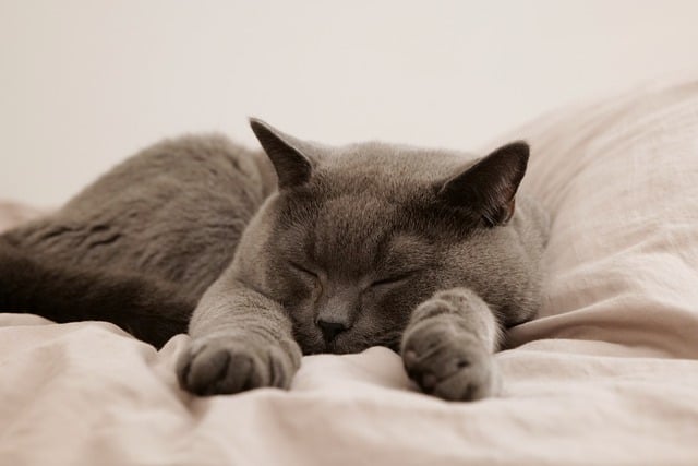 gatos-podem-sonhar