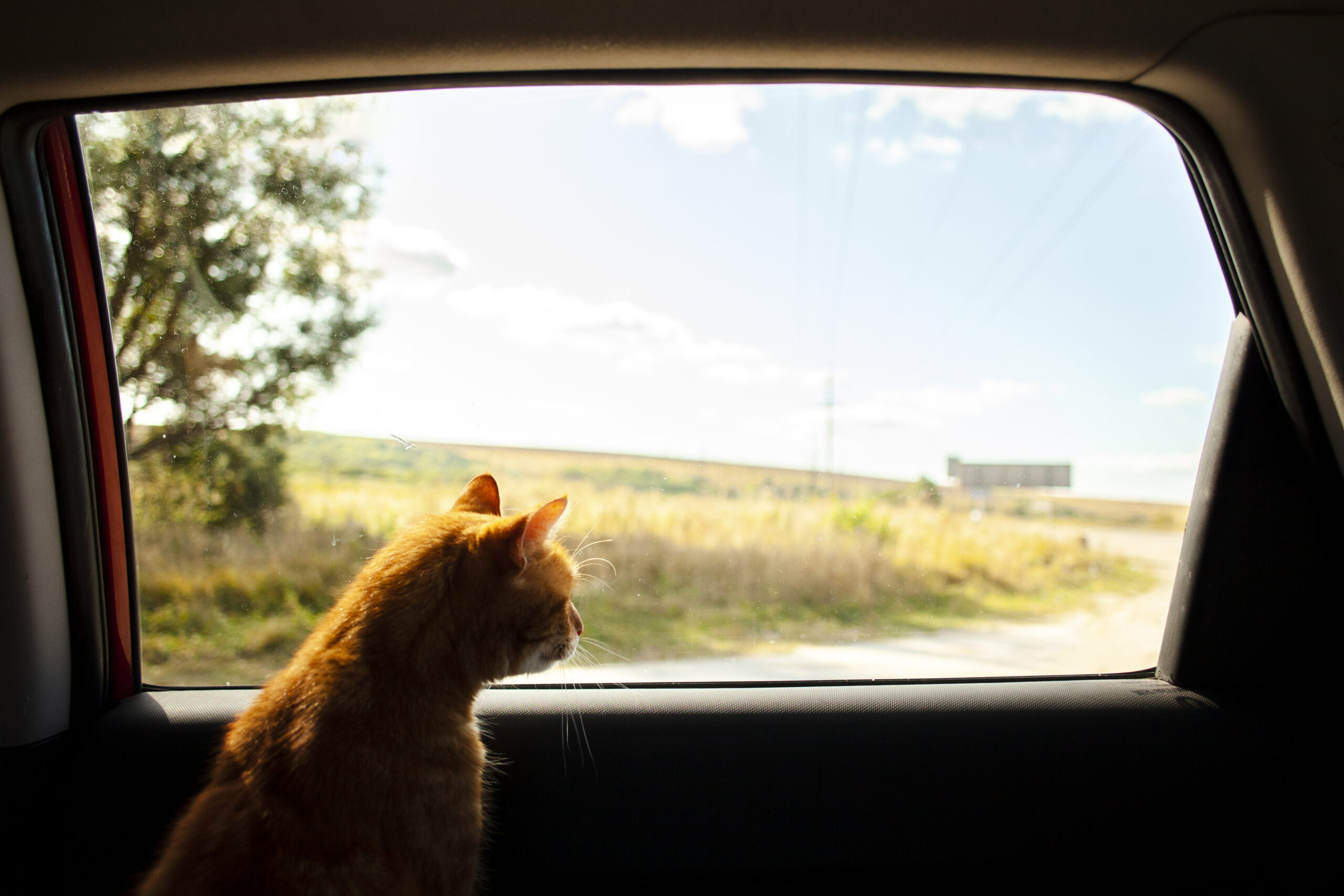 viagem-de-carro-com-gato