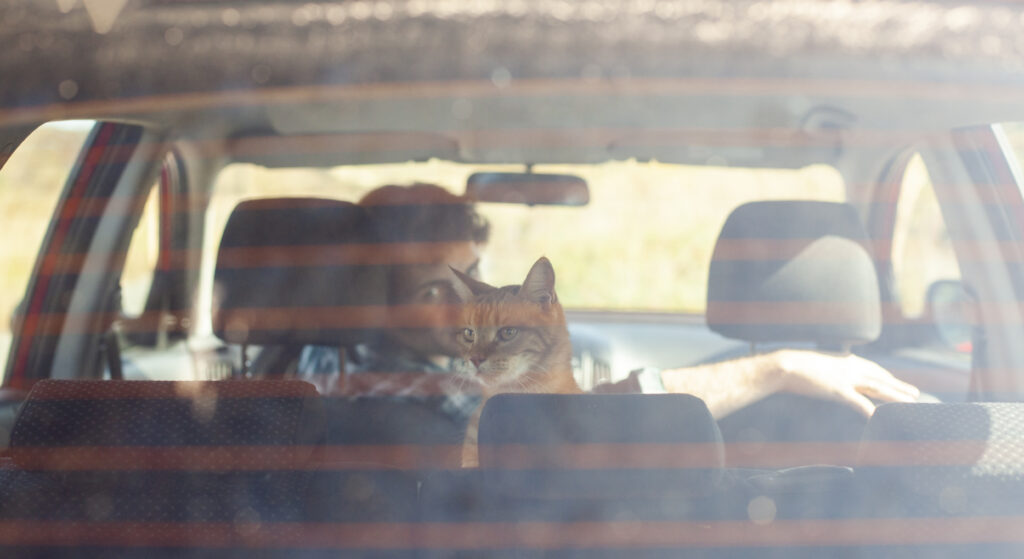 viagem-de-carro-com-gato