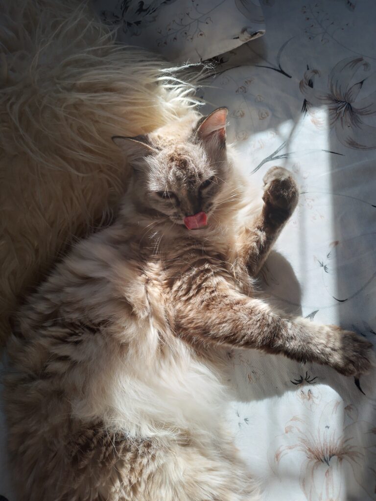 raças-de-gato-para-apartamento