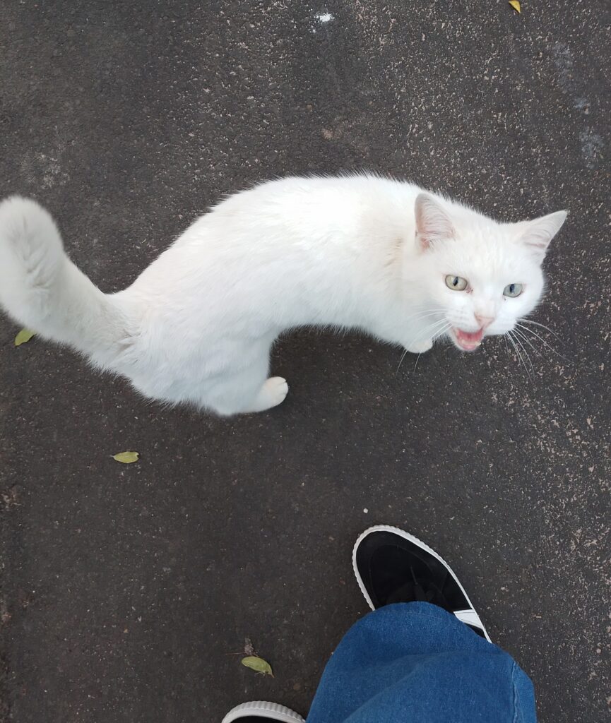 linguagem-corporal-dos-gatos