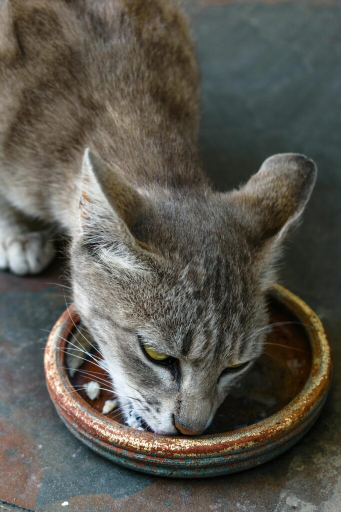 alimentacao-para-cada-fase-da-vida-do-gato