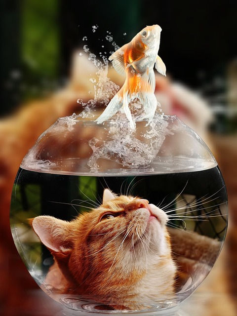 como-alimentar-filhotes-de-gato