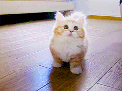 brinquedos-para-filhotes-de-gato