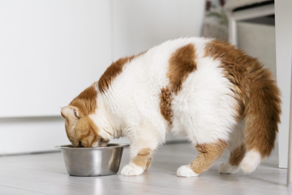como-alimentar-filhotes-de-gato