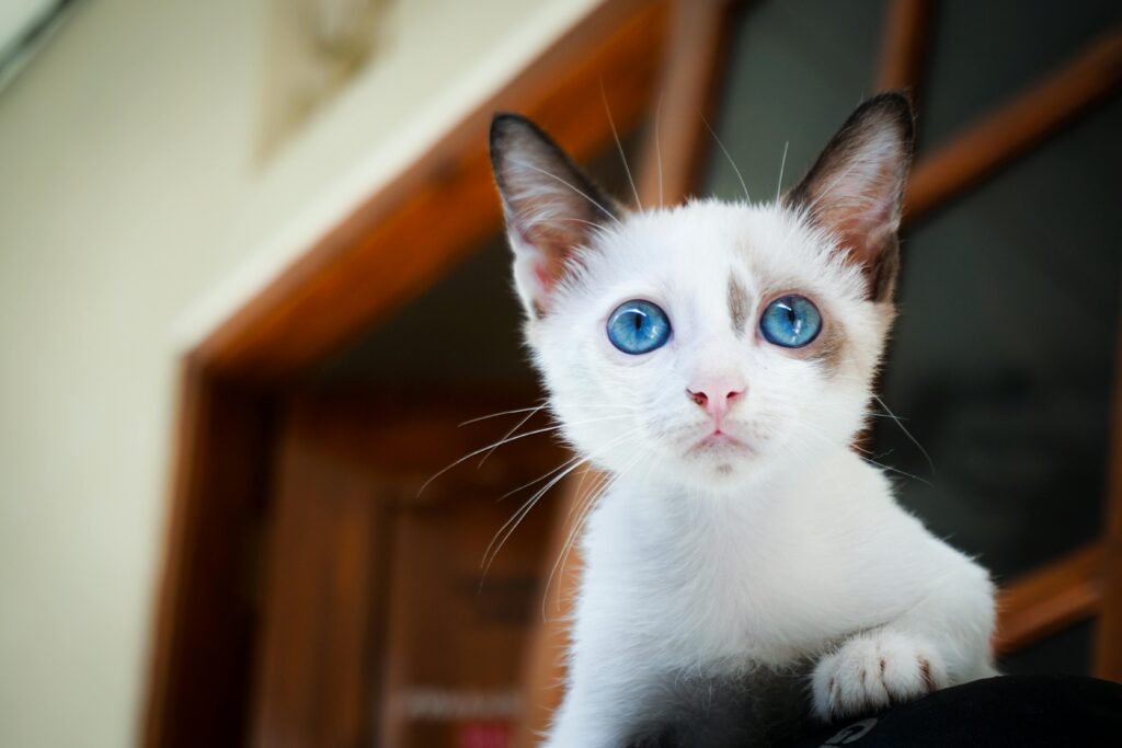 como-cuidar-de-gato-filhote