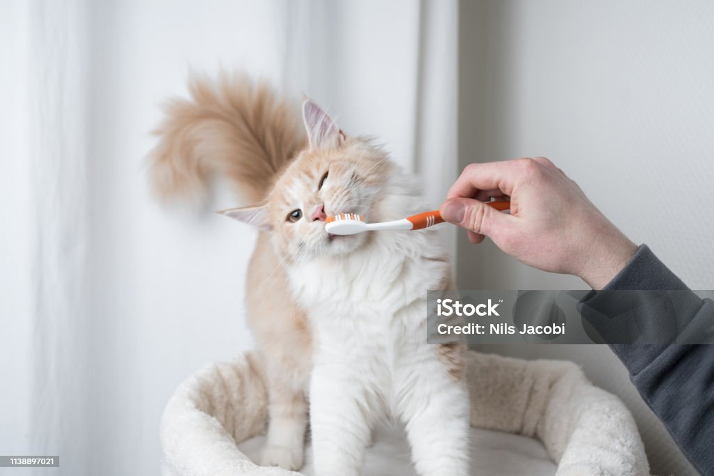 como-cuidar-dos-dentes-dos-gatos