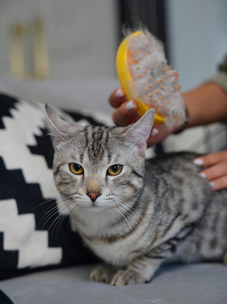 como-escovar-os-pelos-dos-gatos