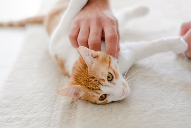 como-tratar-pelagem-em-gatos