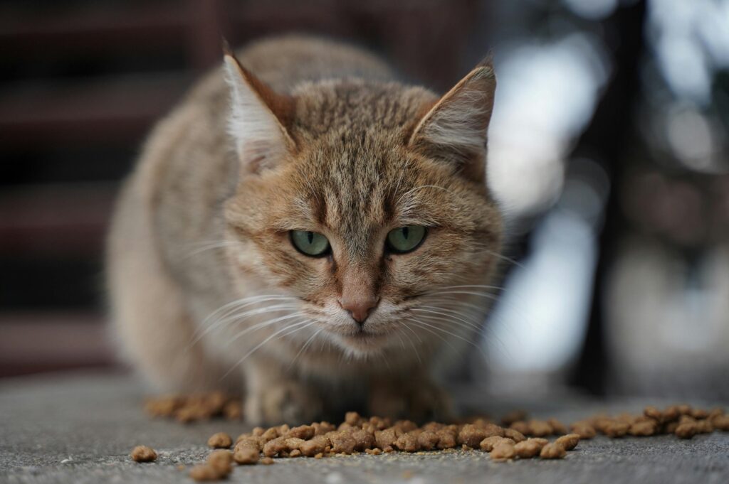 alimentacao-para-cada-fase-da-vida-do-gato