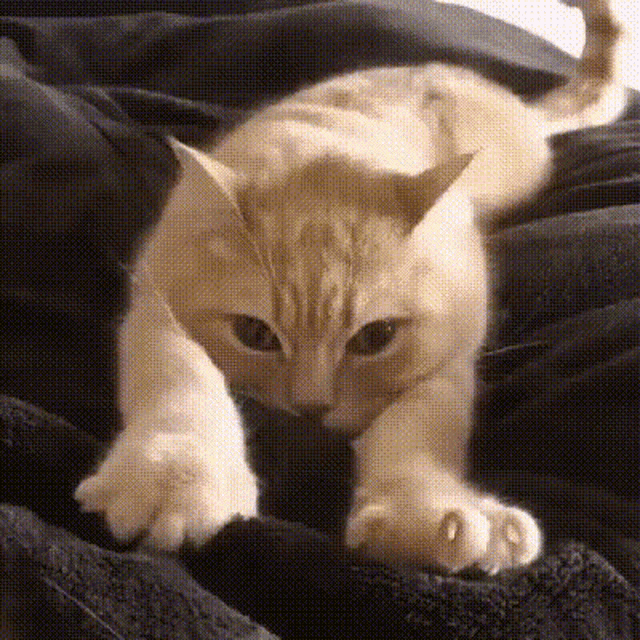 linguagem-corporal-dos-gatos
