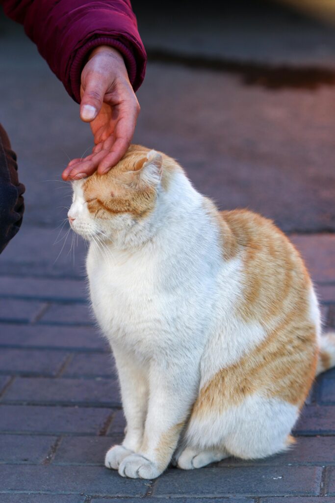 linguagem-corporal-dos-gatos