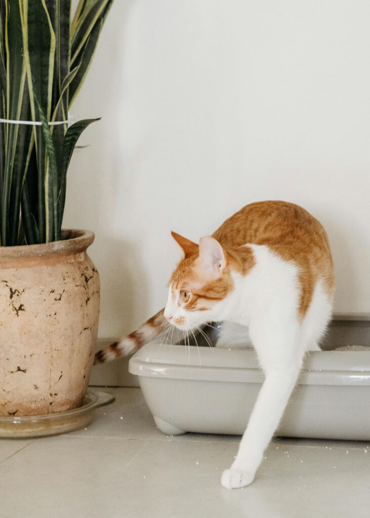 caixa-de-areia-para-gatos
