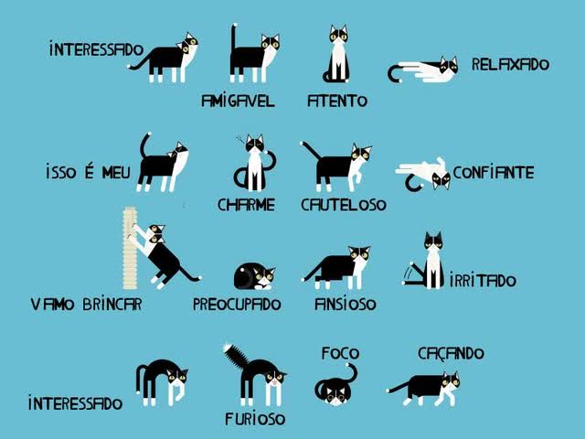 linguagem-corporal-dos-gatos