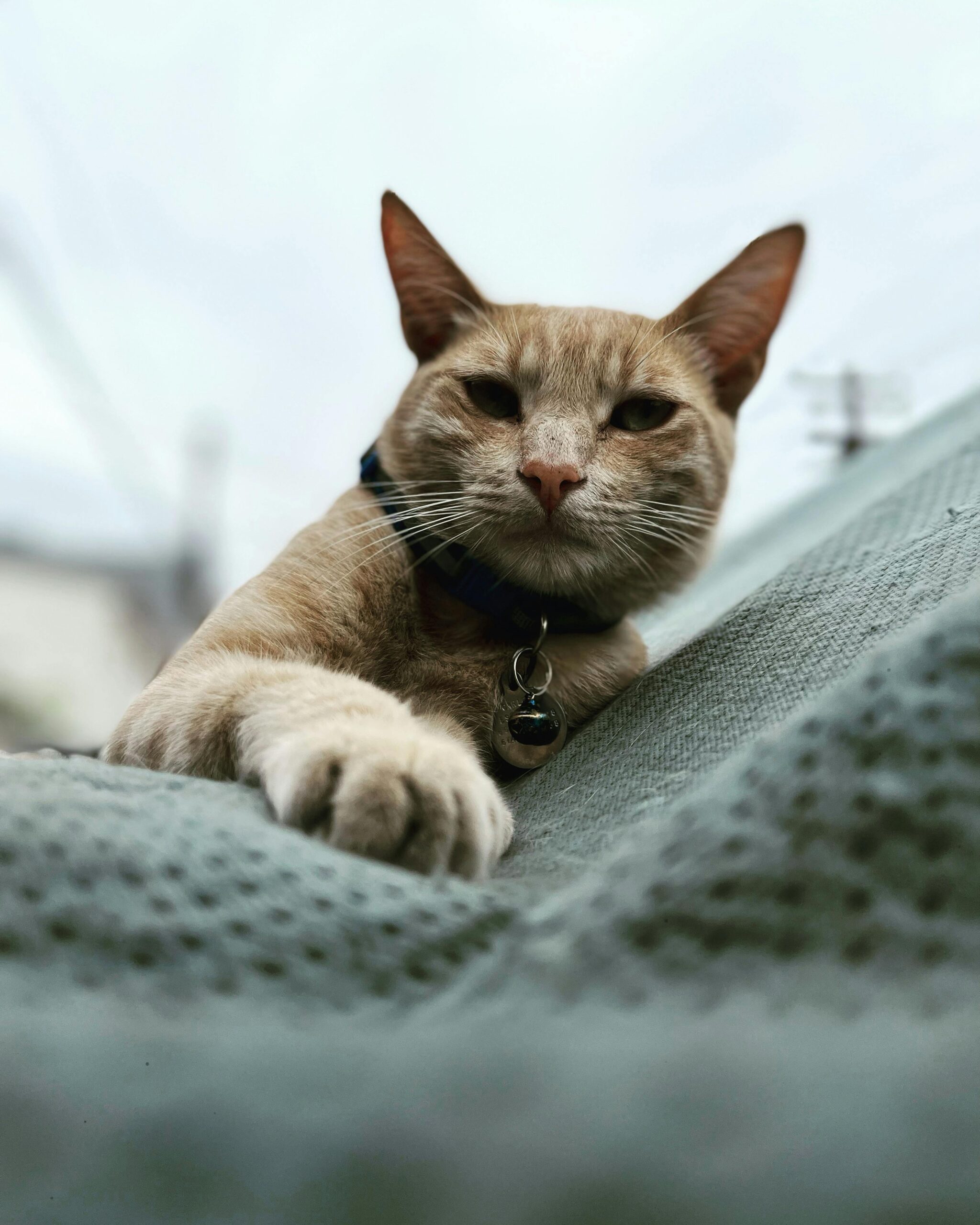 porque-os-gatos-amassam-pãozinho
