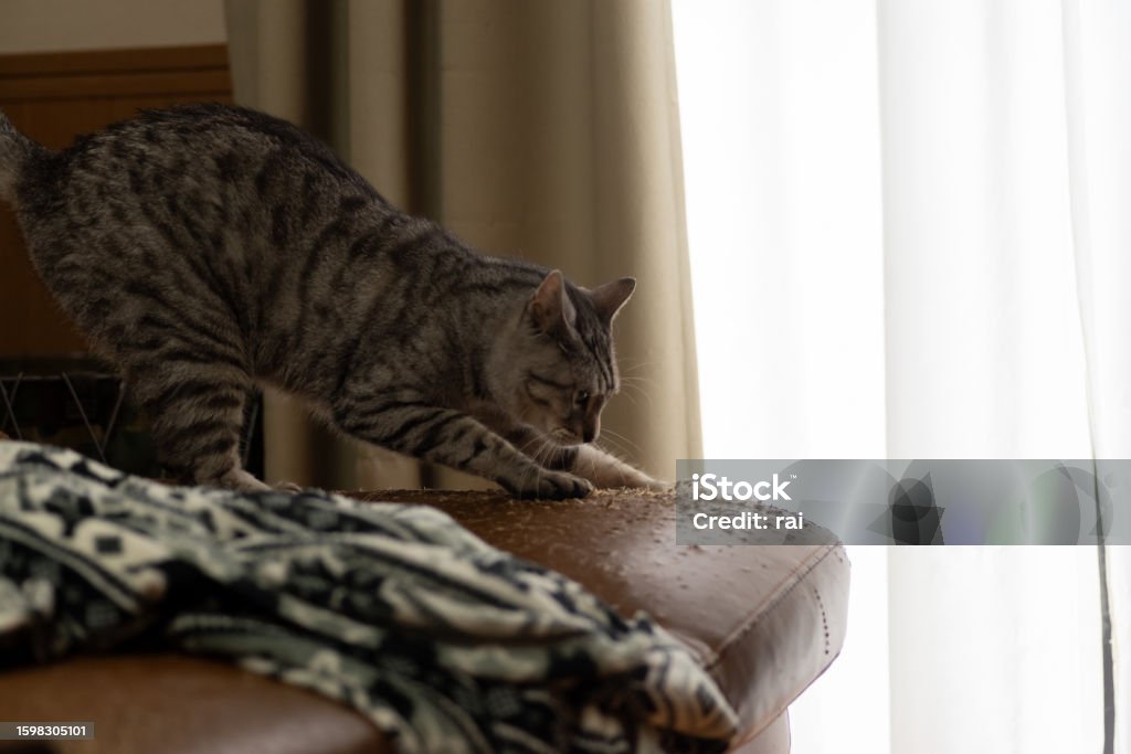 tipos-de-arranhadores-para-gatos