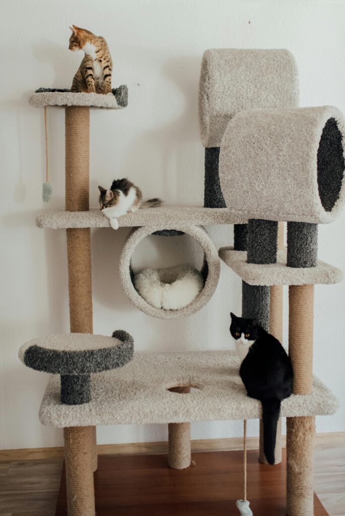 tipos-de-arranhadores-para-gatos