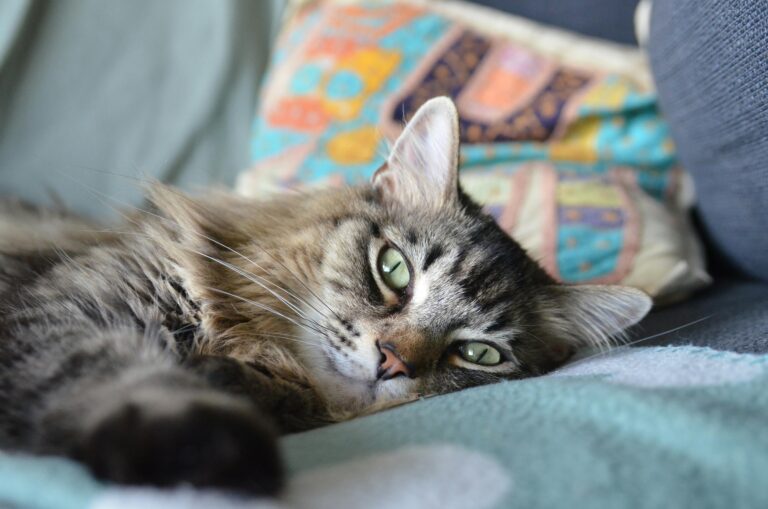 areas-de-descanso-para-gatos