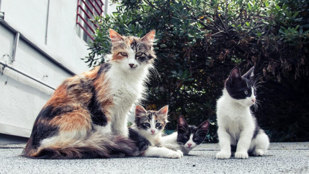 aristogatas