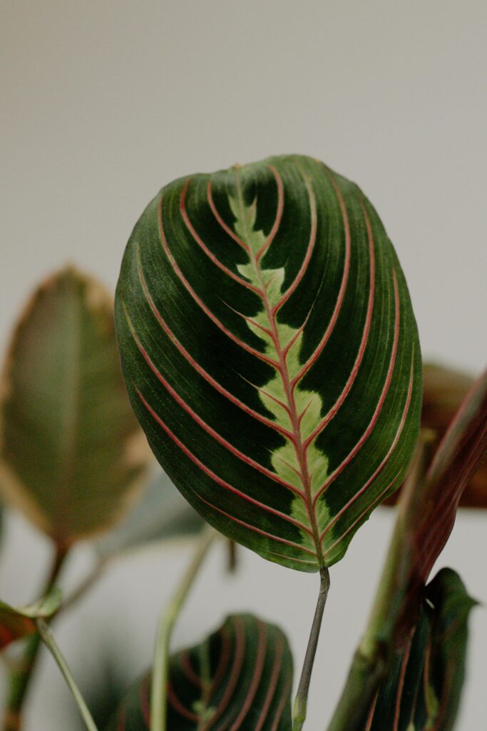 plantas-seguras-para-gatos