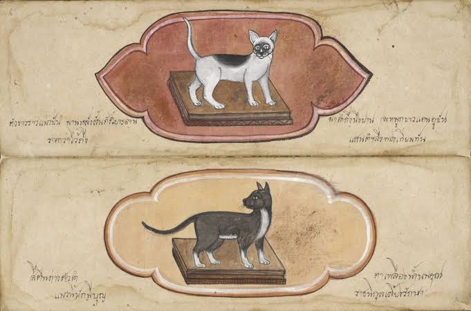 características-do-gato-siamês