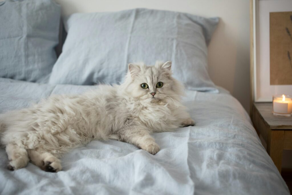 areas-de-descanso-para-gatos