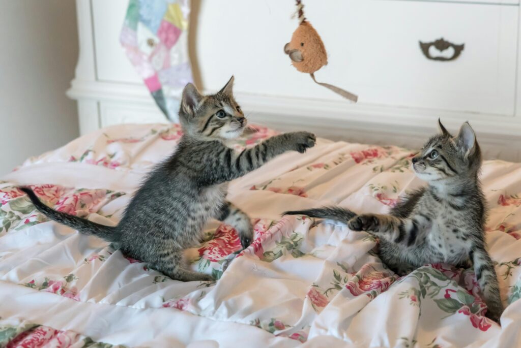 como-fazer-enriquecimento-ambiental-para-gatos