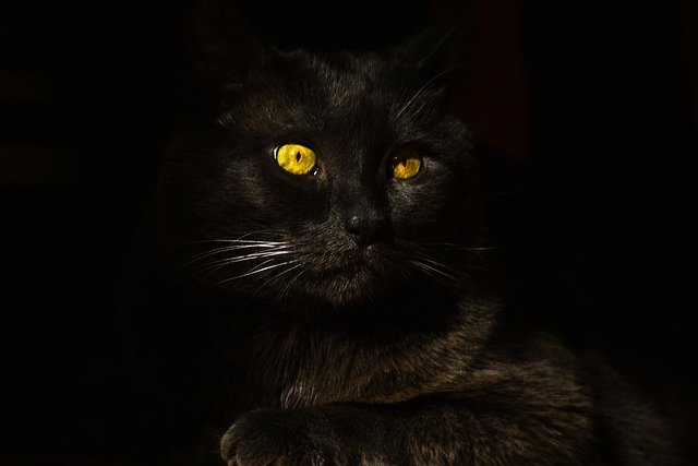curiosidades-sobre-a-visão-noturna-dos-gatos