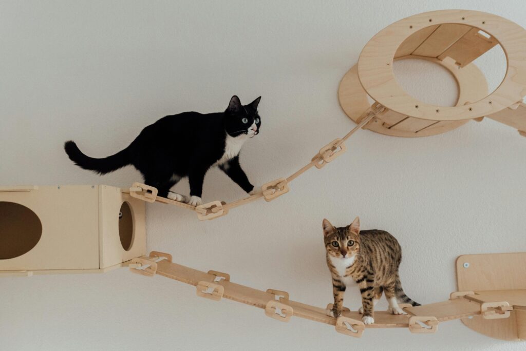como-adaptar-sua-decoração-para-um-gato
