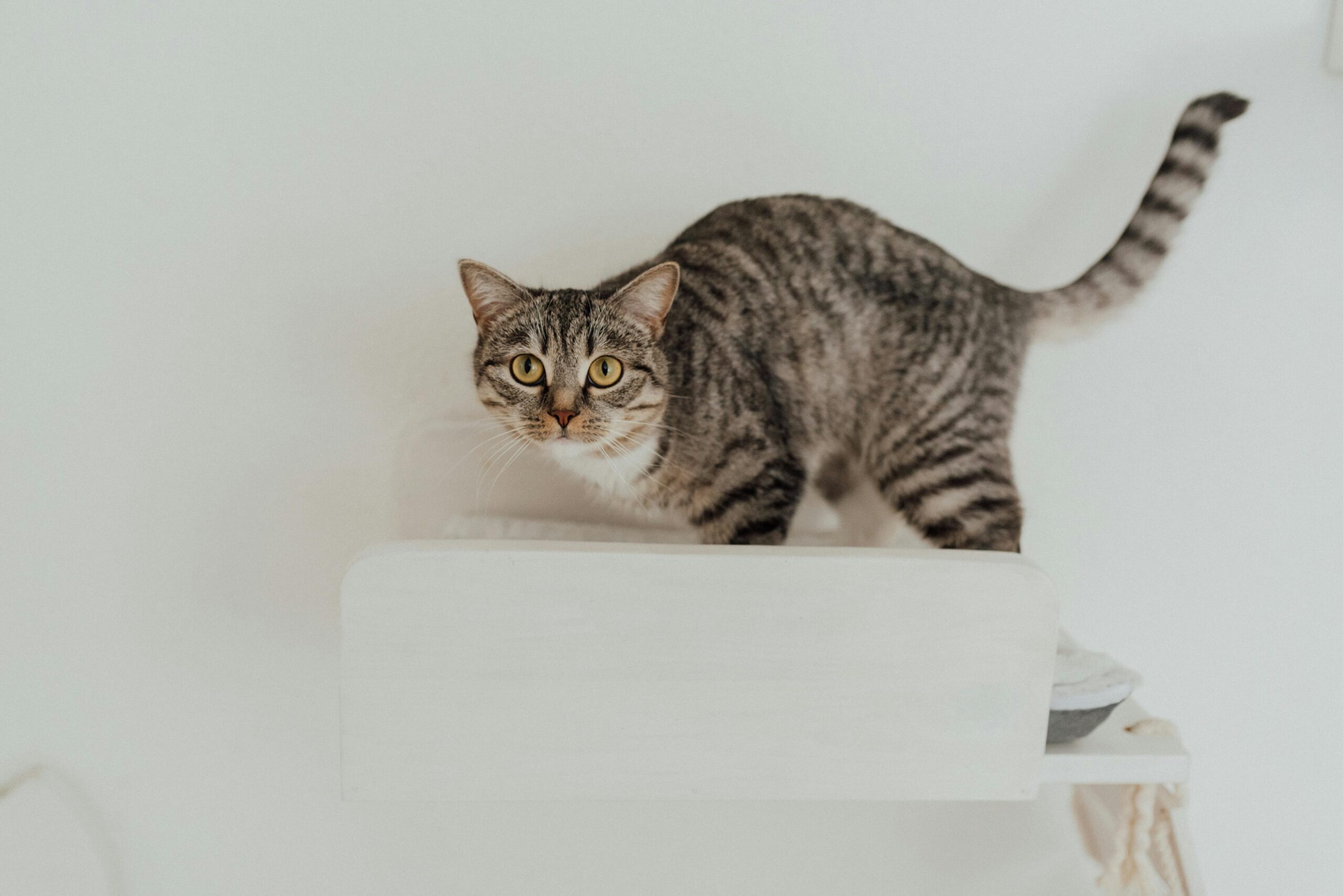 moveis-funcionais-para-gatos-e-humanos
