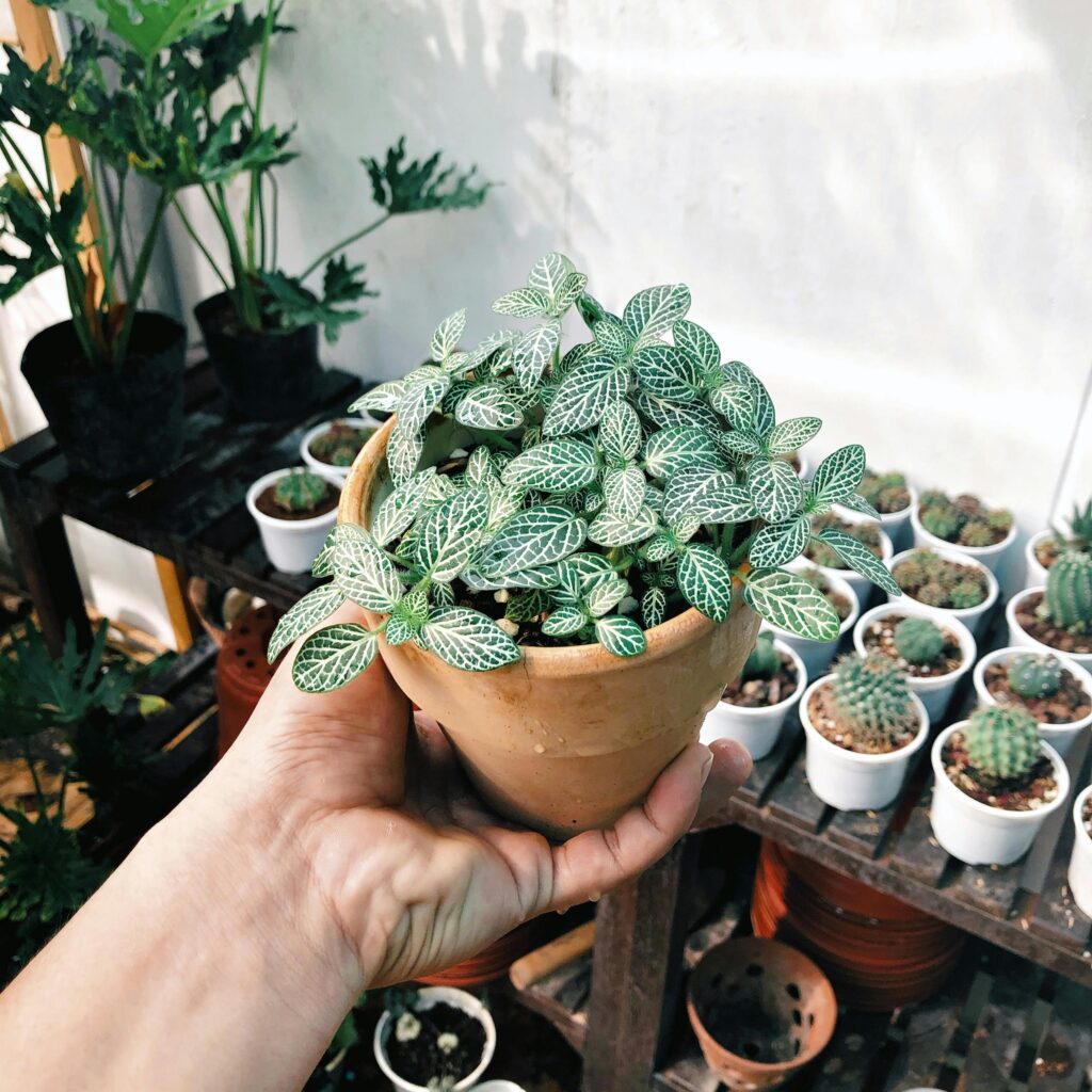 plantas-seguras-para-gatos